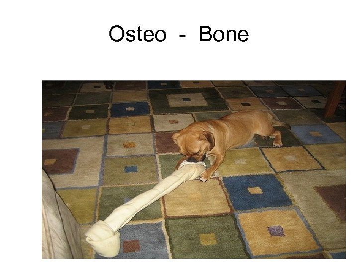 Osteo - Bone 