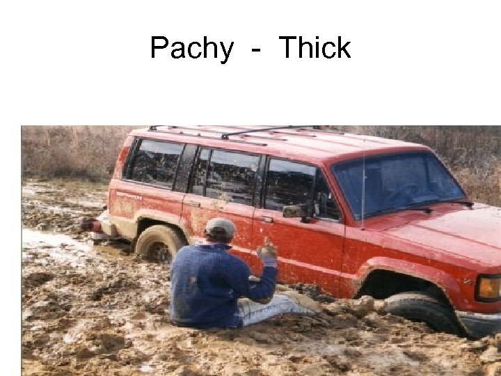 Pachy - Thick 