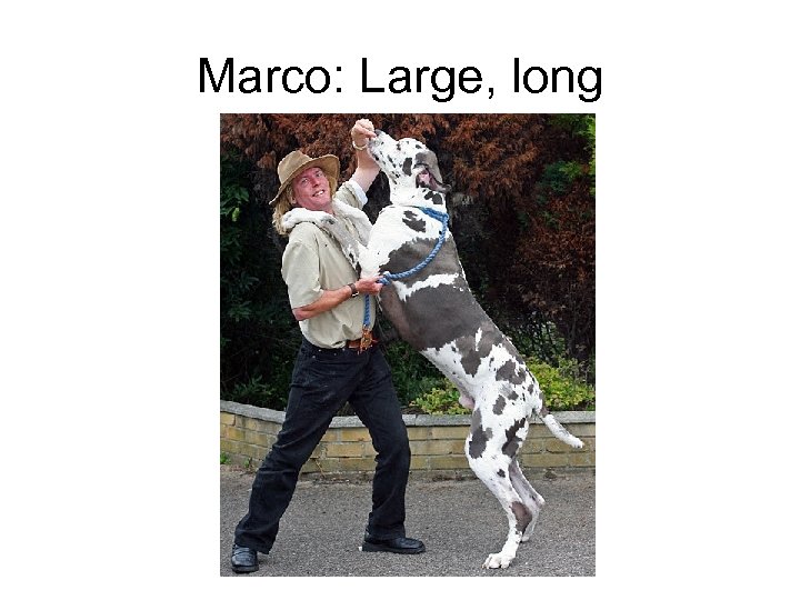 Marco: Large, long 