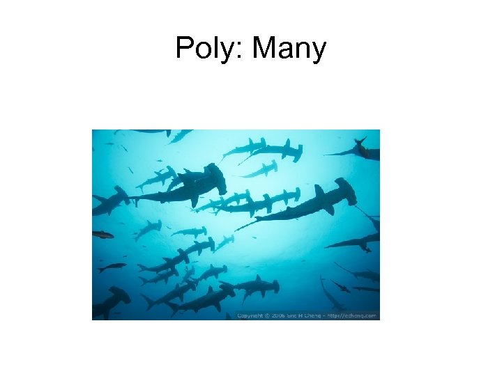 Poly: Many 