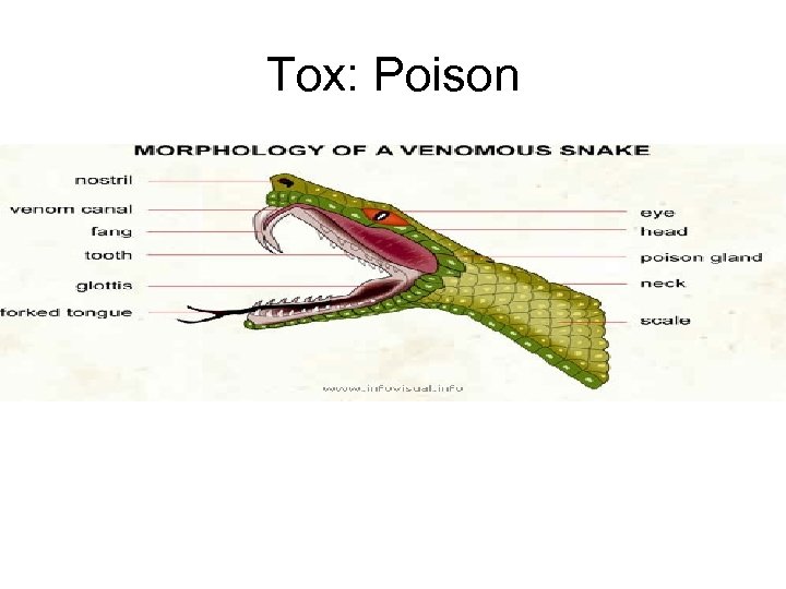 Tox: Poison 