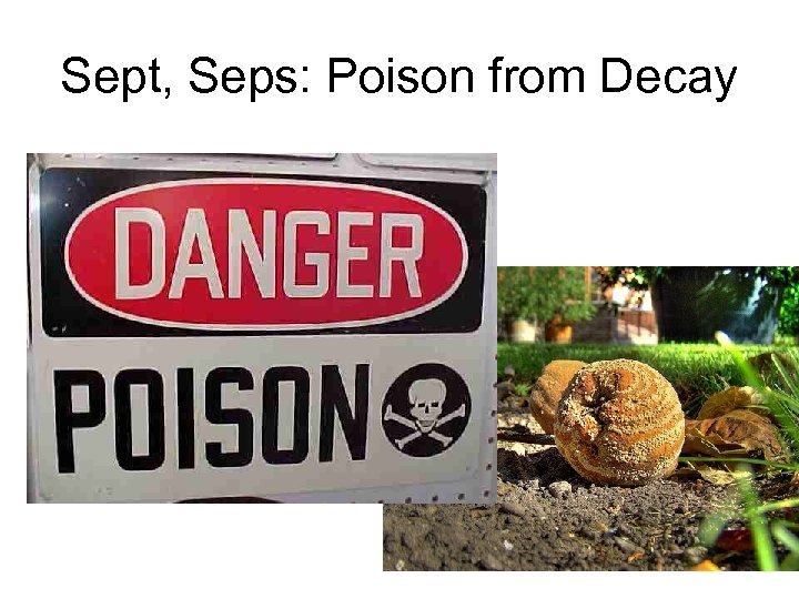 Sept, Seps: Poison from Decay 