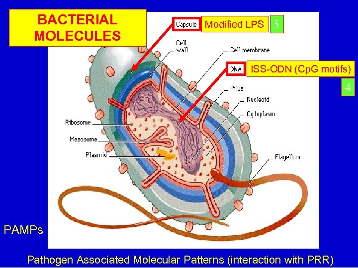 BACTERIAL MOLECULES Modified LPS 5 ISS-ODN (Cp. G motifs) 4 PAMPs Pathogen Associated Molecular