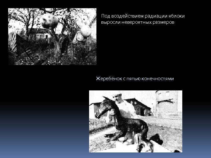 Под воздействием радиации яблоки выросли невероятных размеров Жеребёнок с пятью конечностями 