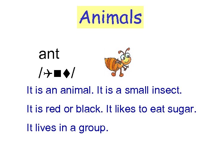 Animals ant /Qnt/ It is an animal. It is a small insect. It is