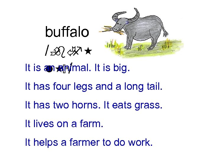 buffalo /È f bÃ It is an animal. It is big. l / U