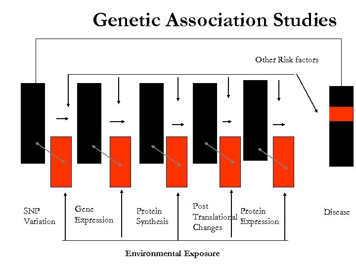 Genetic Association Studies Other Risk factors SNP Variation Gene Expression Protein Synthesis Post Protein