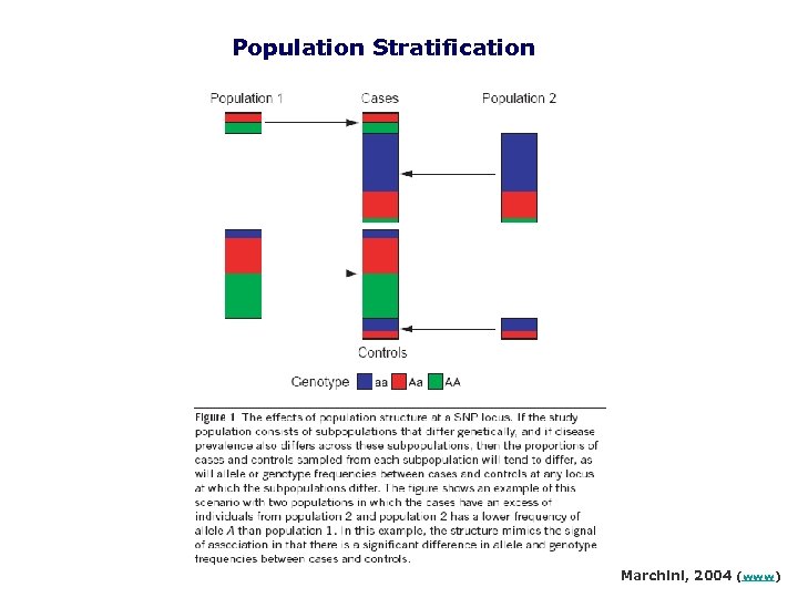 Population Stratification Marchini, 2004 (www) 