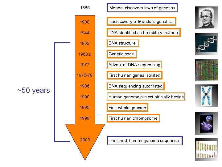 1865 Mendel discovers laws of genetics 1900 Rediscovery of Mendel’s genetics 1944 DNA identified