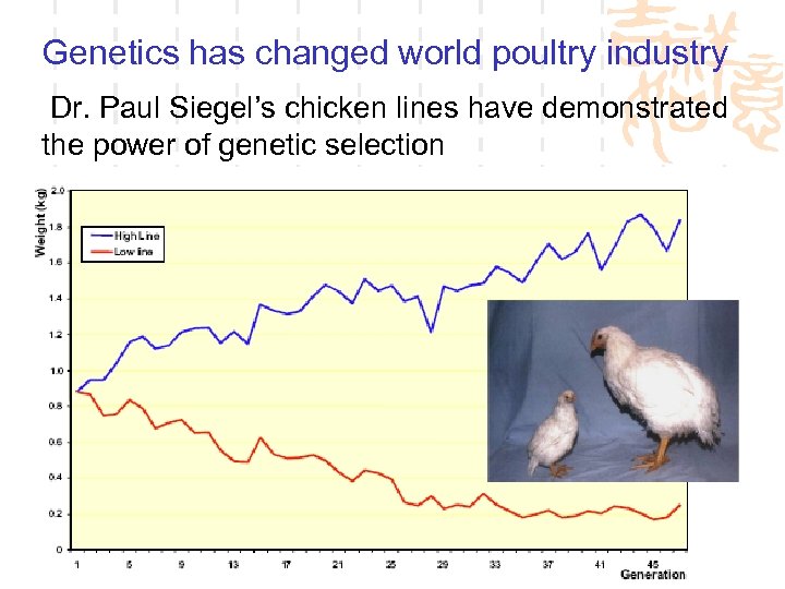 Genetics has changed world poultry industry Dr. Paul Siegel’s chicken lines have demonstrated the