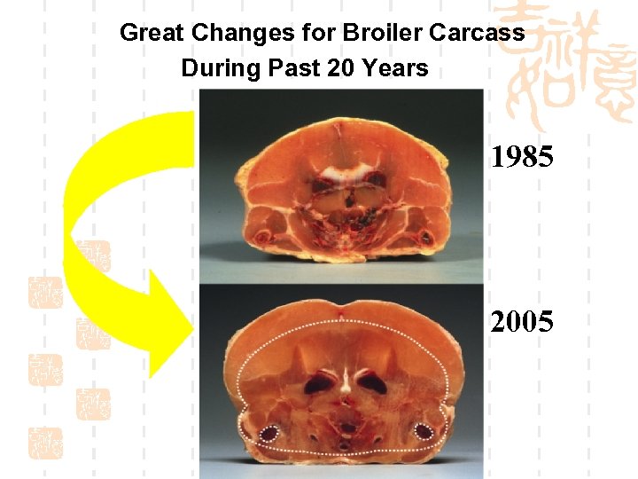 Great Changes for Broiler Carcass During Past 20 Years 1985 2005 