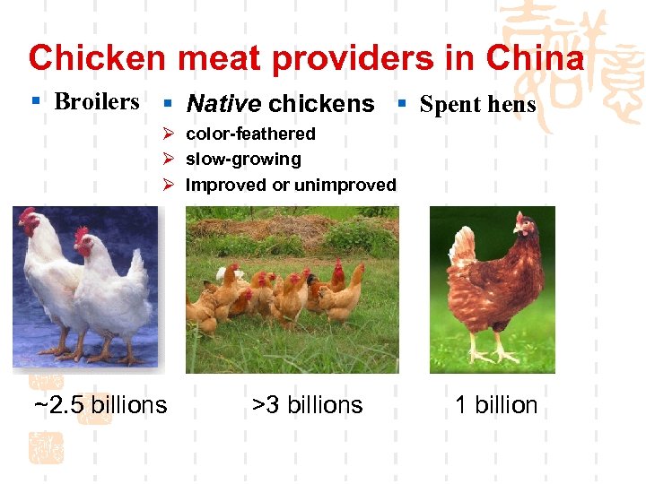 Chicken meat providers in China § Broilers § Native chickens § Spent hens Ø