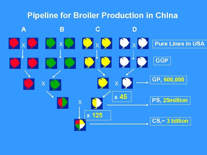 Pipeline for Broiler Production in China A B C D X X Pure Lines