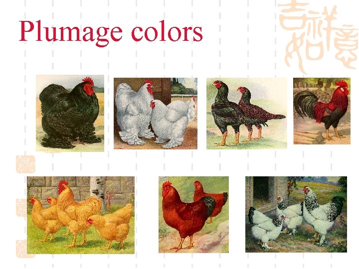 Plumage colors 