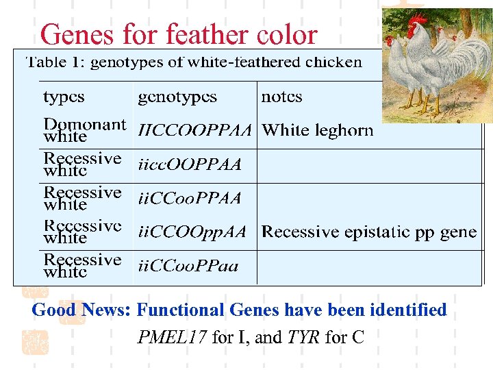 Genes for feather color Good News: Functional Genes have been identified PMEL 17 for