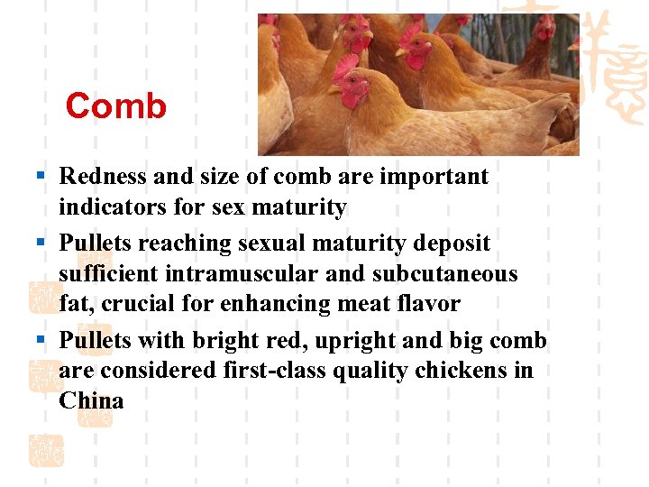 Comb § Redness and size of comb are important indicators for sex maturity §