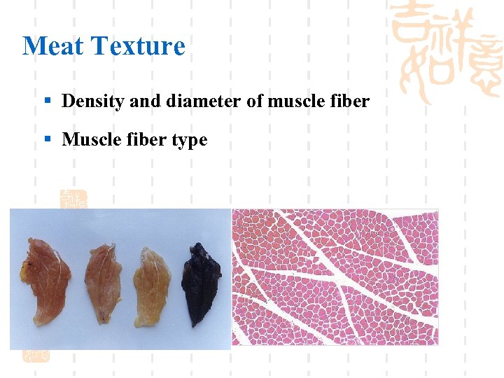 Meat Texture § Density and diameter of muscle fiber § Muscle fiber type 