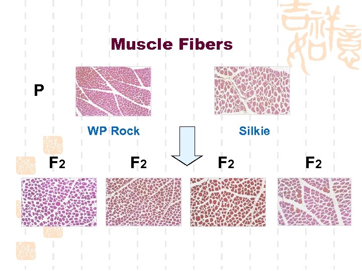 Muscle Fibers P WP Rock F 2 Silkie F 2 