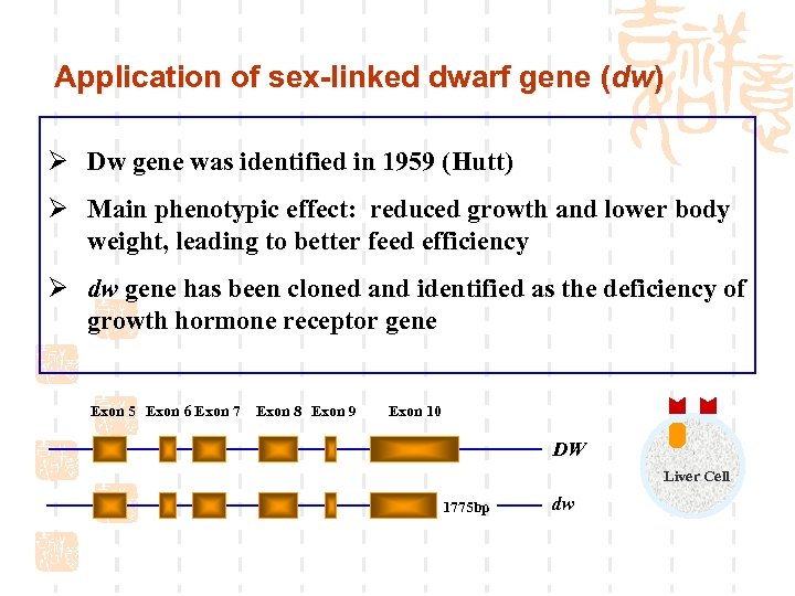 Application of sex-linked dwarf gene (dw) Ø Dw gene was identified in 1959 (Hutt)