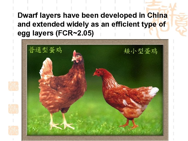 Dwarf layers have been developed in China and extended widely as an efficient type