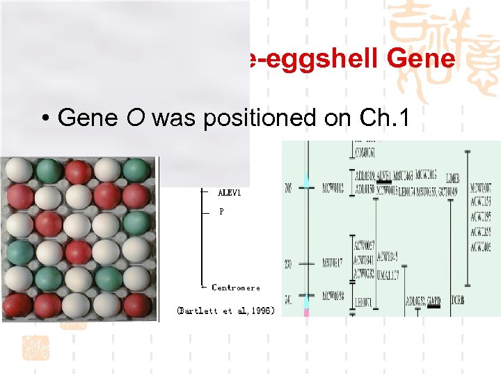 Hunting for Blue-eggshell Gene • Gene O was positioned on Ch. 1 