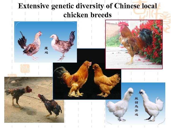 Extensive genetic diversity of Chinese local chicken breeds 