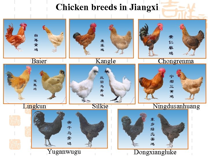 Chicken breeds in Jiangxi Baier Kangle Lingkun Silkie Yuganwugu Chongrenma Ningdusanhuang Dongxiangluke 