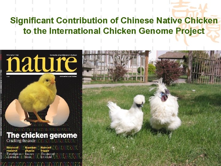 Significant Contribution of Chinese Native Chicken to the International Chicken Genome Project 