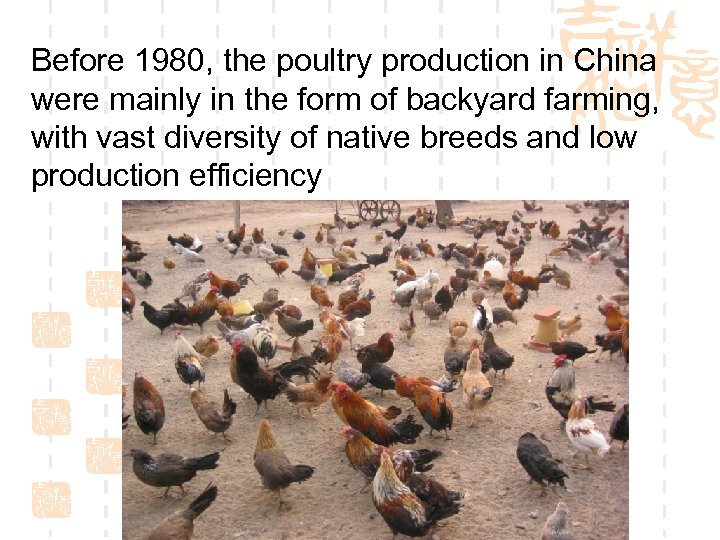 Before 1980, the poultry production in China were mainly in the form of backyard