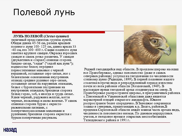 Полевой лунь ЛУНЬ ПОЛЕВОЙ (Circus cyaneus) типичный представитель группы луней. Общая длина 45 -56