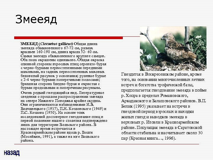 Змееяд ЗМЕЕЯД (Circaetus gallicus) Общая длина змееяда обыкновенного 67 -72 см, размах крыльев 160