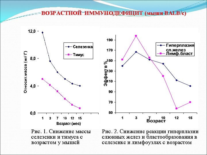 ВОЗРАСТНОЙ ИММУНОДЕФИЦИТ (мыши BALB/c) Рис. 1. Снижение массы селезенки и тимуса с возрастом у