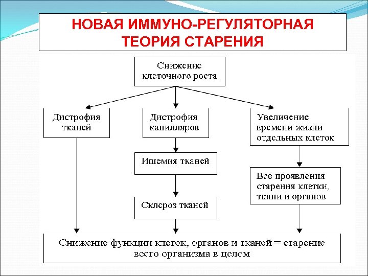 НОВАЯ ИММУНО-РЕГУЛЯТОРНАЯ ТЕОРИЯ СТАРЕНИЯ 