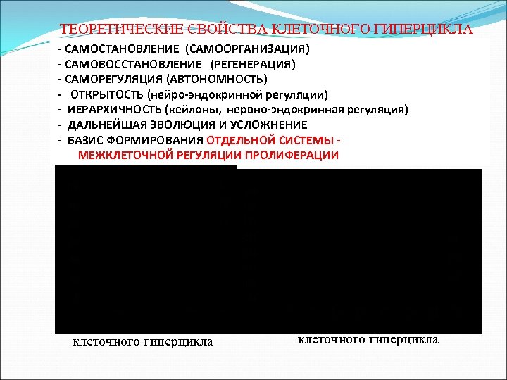 ТЕОРЕТИЧЕСКИЕ СВОЙСТВА КЛЕТОЧНОГО ГИПЕРЦИКЛА - САМОСТАНОВЛЕНИЕ (САМООРГАНИЗАЦИЯ) - САМОВОССТАНОВЛЕНИЕ (РЕГЕНЕРАЦИЯ) - САМОРЕГУЛЯЦИЯ (АВТОНОМНОСТЬ) -