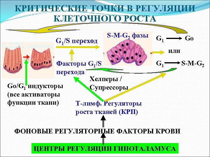 Регуляция клетки. Механизмы регуляции деления клеток. Регуляция клеточного роста. Механизмы регуляции клеточного роста. Факторы роста в регуляции клеточного деления.