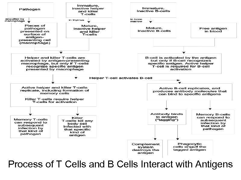 Process of T Cells and B Cells Interact with Antigens 