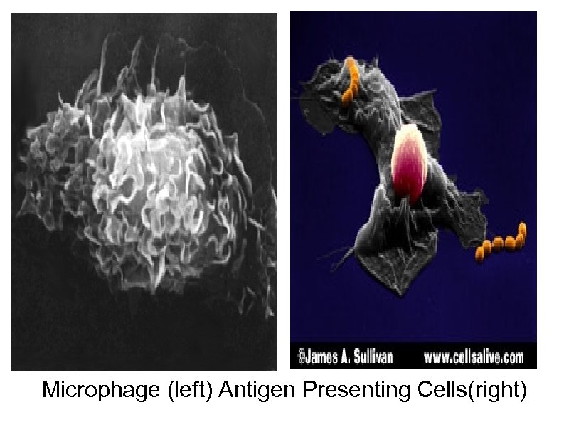 Microphage (left) Antigen Presenting Cells(right) 