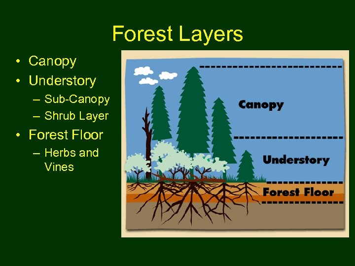 Forest Layers • Canopy • Understory – Sub-Canopy – Shrub Layer • Forest Floor