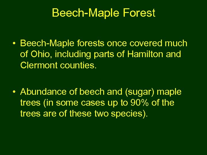 Beech-Maple Forest • Beech-Maple forests once covered much of Ohio, including parts of Hamilton