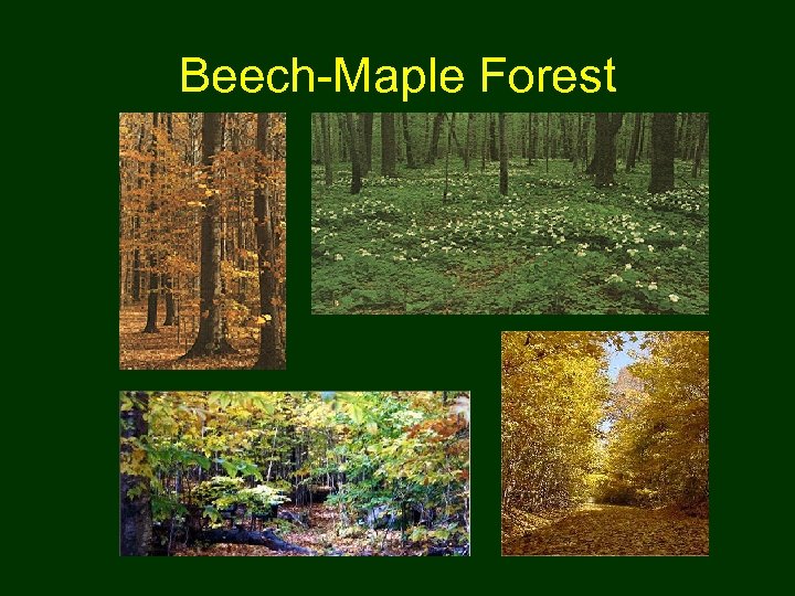 Beech-Maple Forest 