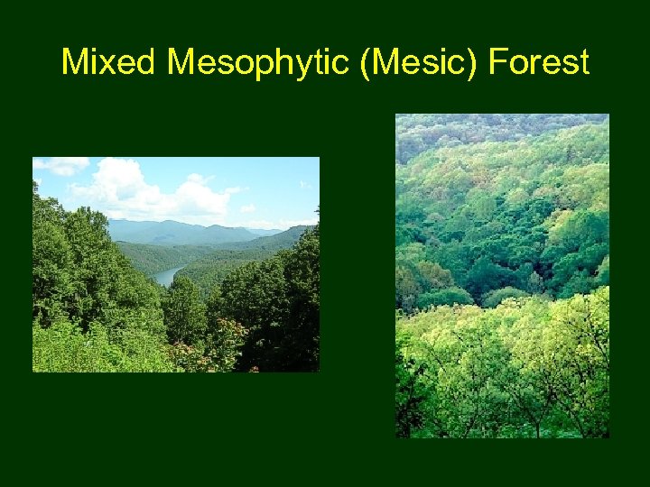 Mixed Mesophytic (Mesic) Forest 