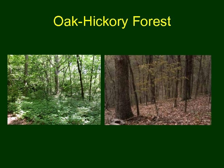 Oak-Hickory Forest 