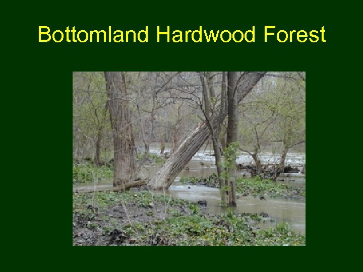 Bottomland Hardwood Forest 