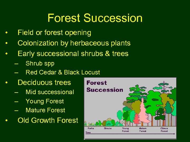 Forest Succession • • • Field or forest opening Colonization by herbaceous plants Early