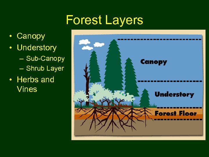 Forest Layers • Canopy • Understory – Sub-Canopy – Shrub Layer • Herbs and