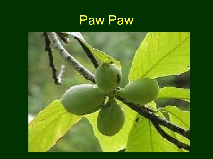 Paw 