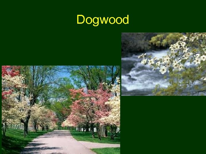 Dogwood 