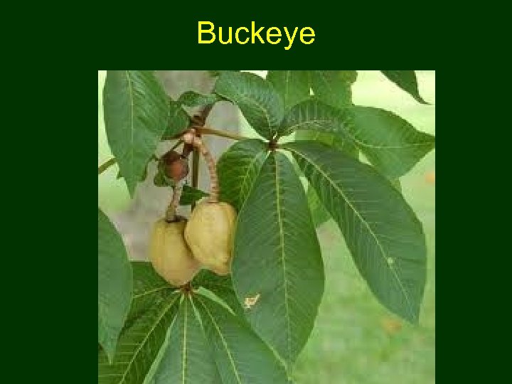 Buckeye 