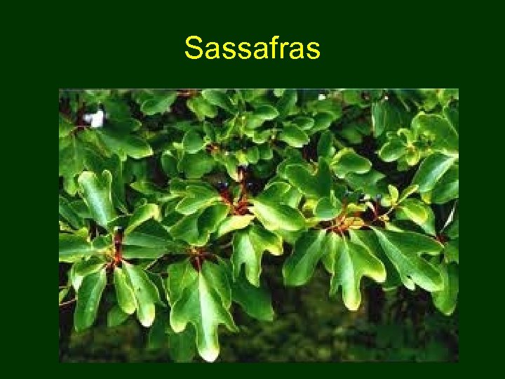 Sassafras 