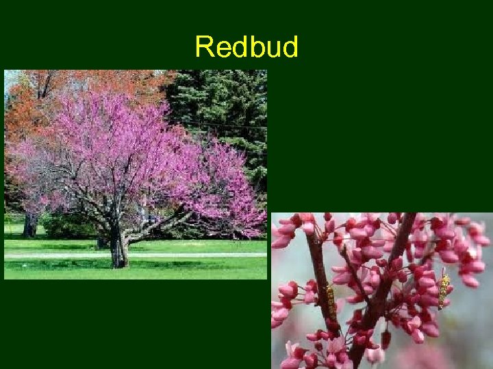 Redbud 